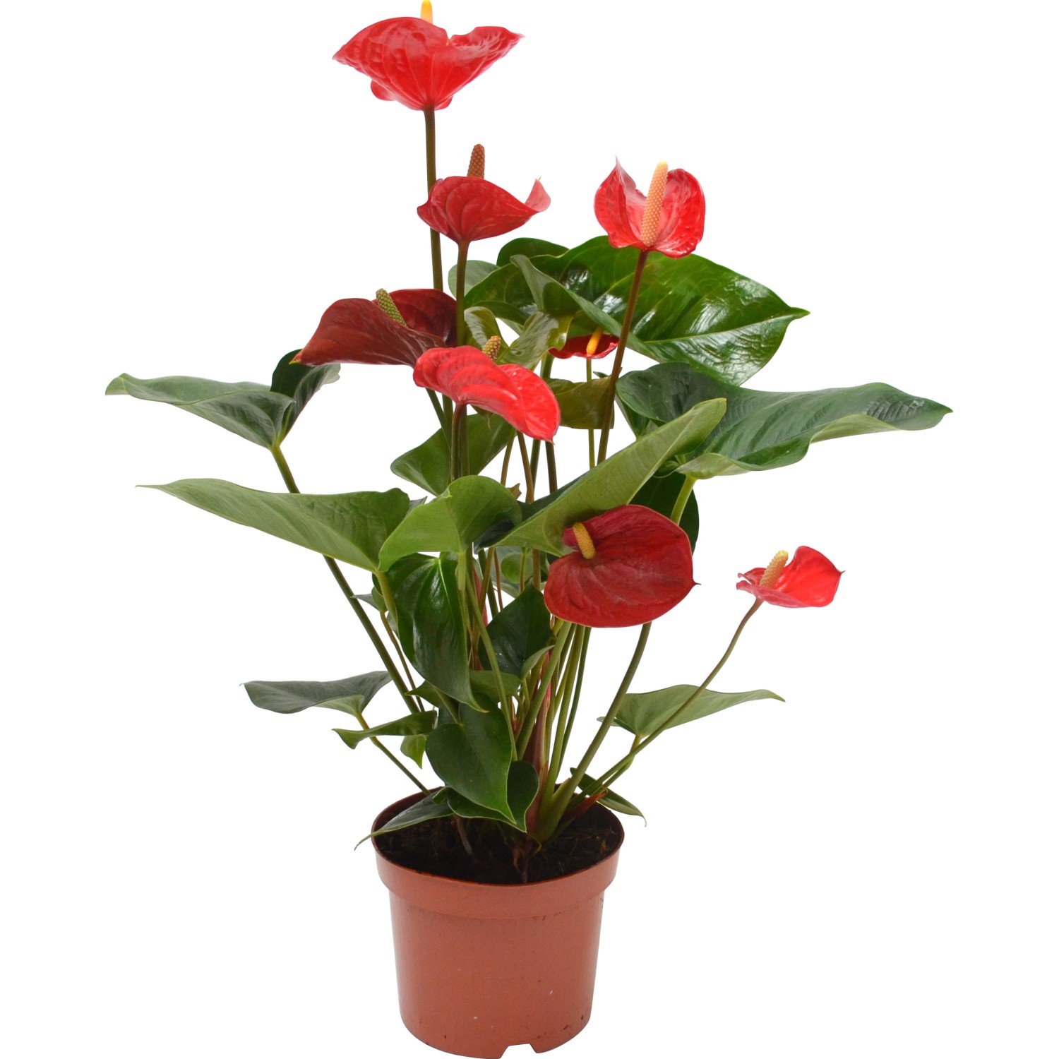 Anturium vaso Ø 17 cm colori assortiti Anturium vaso Ø 17 cm colori assortiti