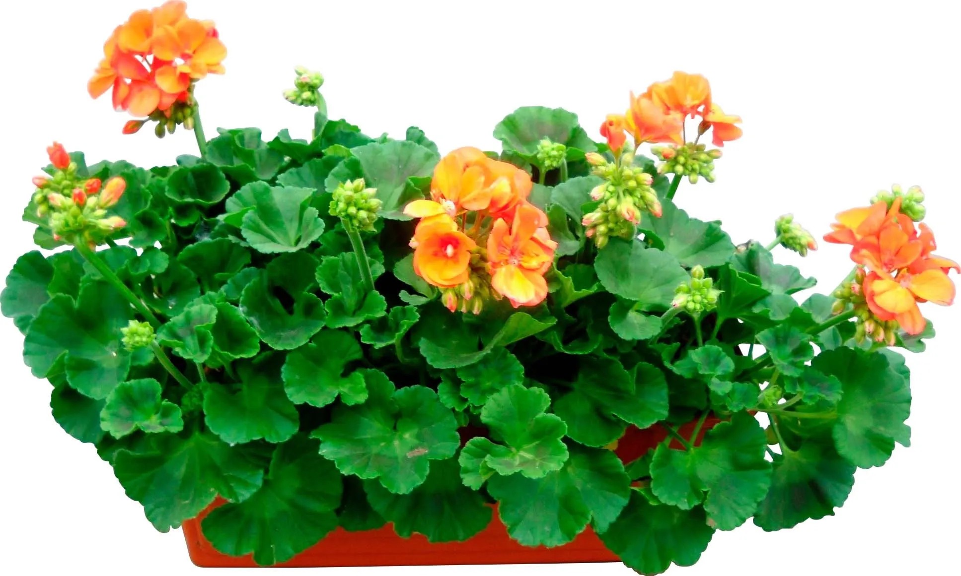 Geranio zonale 40 cm Geranio zonale 40 cm