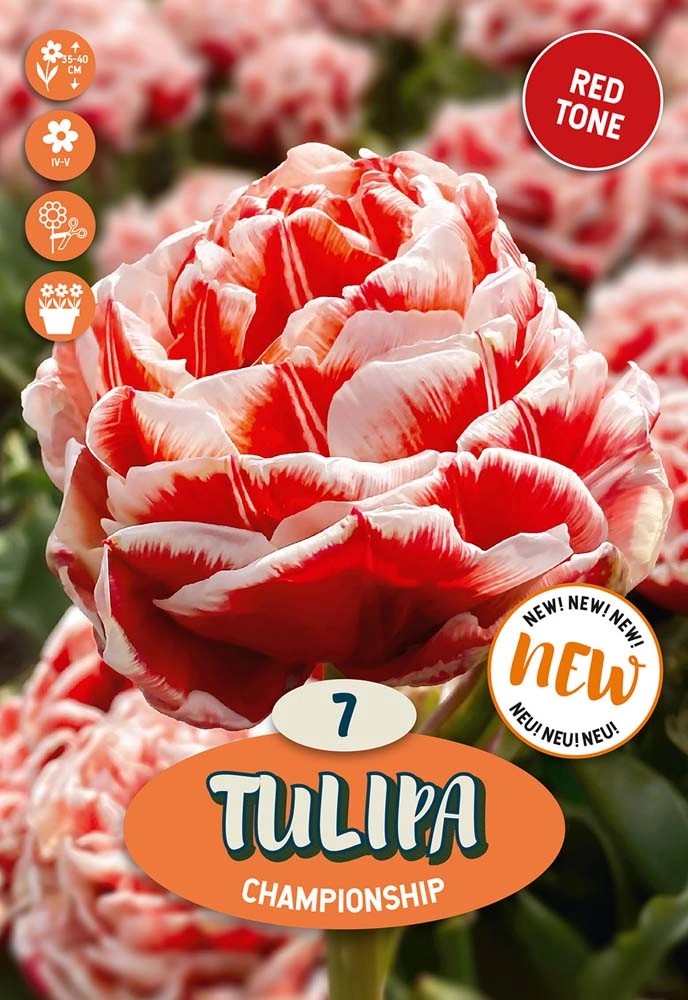 Bulbi di Tulipano Championship 7 pz Bulbi di Tulipano Championship 7 pz