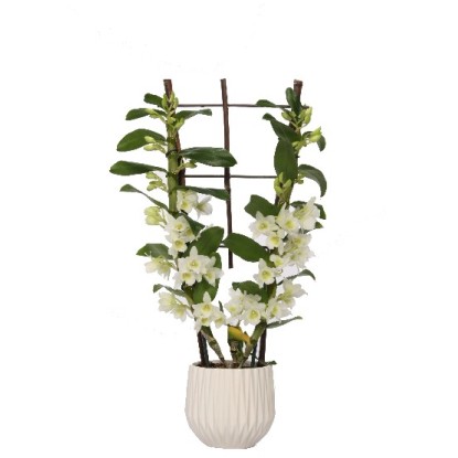 Orchidea bambù composizione in vaso di ceramica Ø 12 cm Orchidea bambù composizione in vaso di ceramica Ø 12 cm