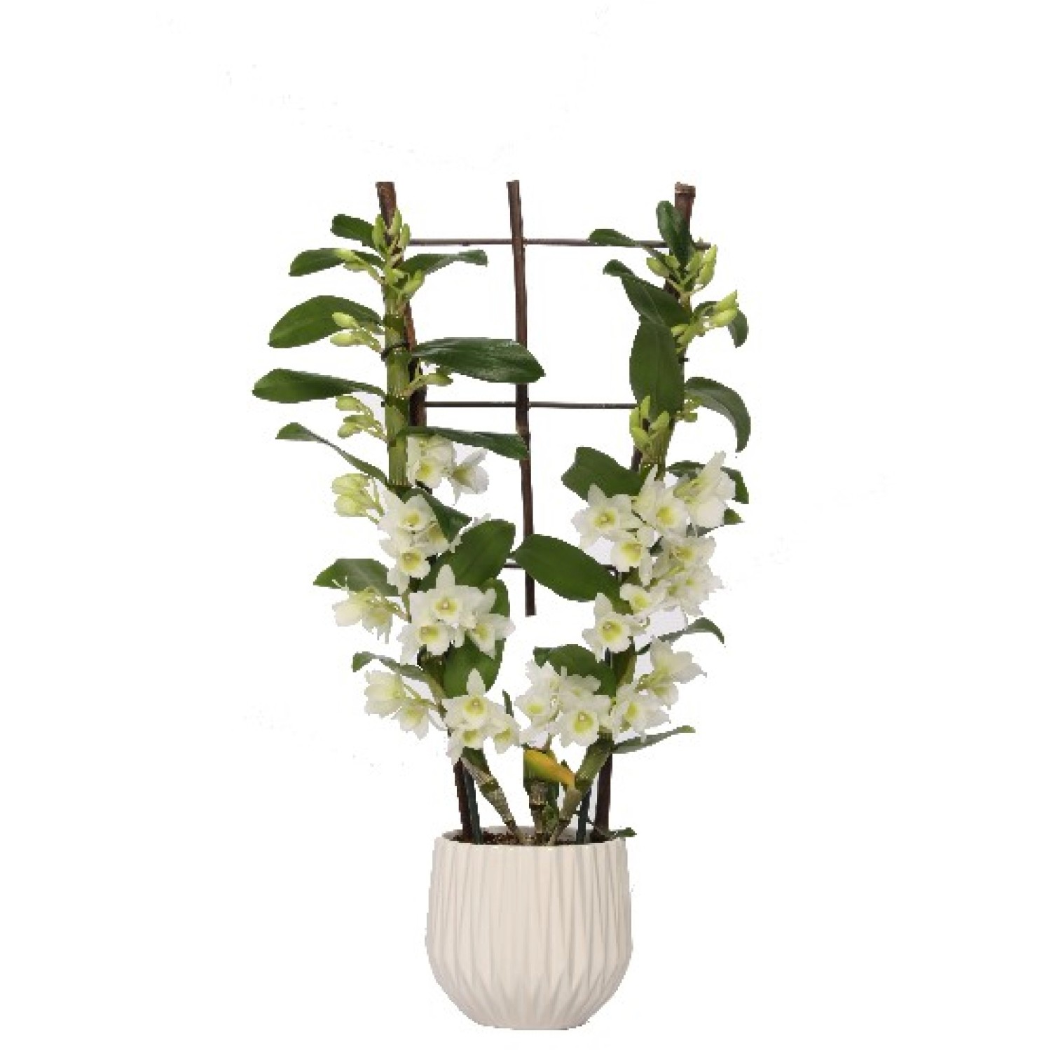 Orchidea bambù composizione in vaso di ceramica Ø 12 cm Orchidea bambù composizione in vaso di ceramica Ø 12 cm