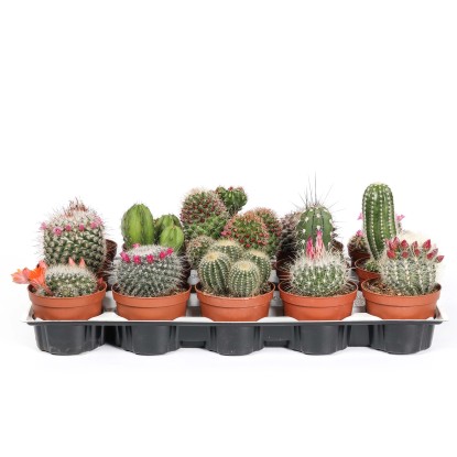 Cactus Mix vaso Ø 10,5 cm Cactus Mix vaso Ø 10,5 cm