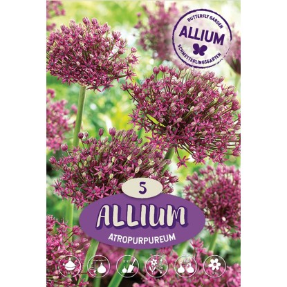 Allium Atropurpureum porpora scuro 5 bulbi Allium Atropurpureum porpora scuro 5 bulbi