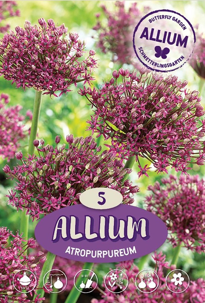 Allium Atropurpureum porpora scuro 5 bulbi Allium Atropurpureum porpora scuro 5 bulbi