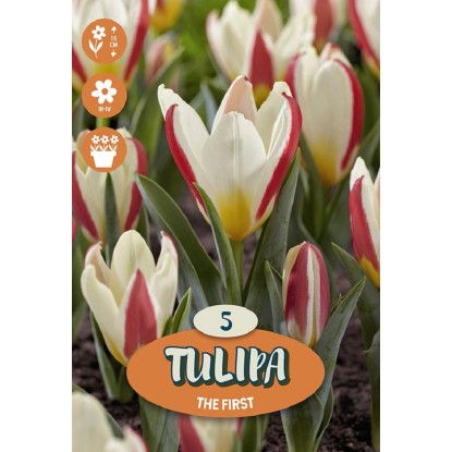 Bulbo Tulipano Greigii The First 5 pz Bulbo Tulipano Greigii The First 5 pz