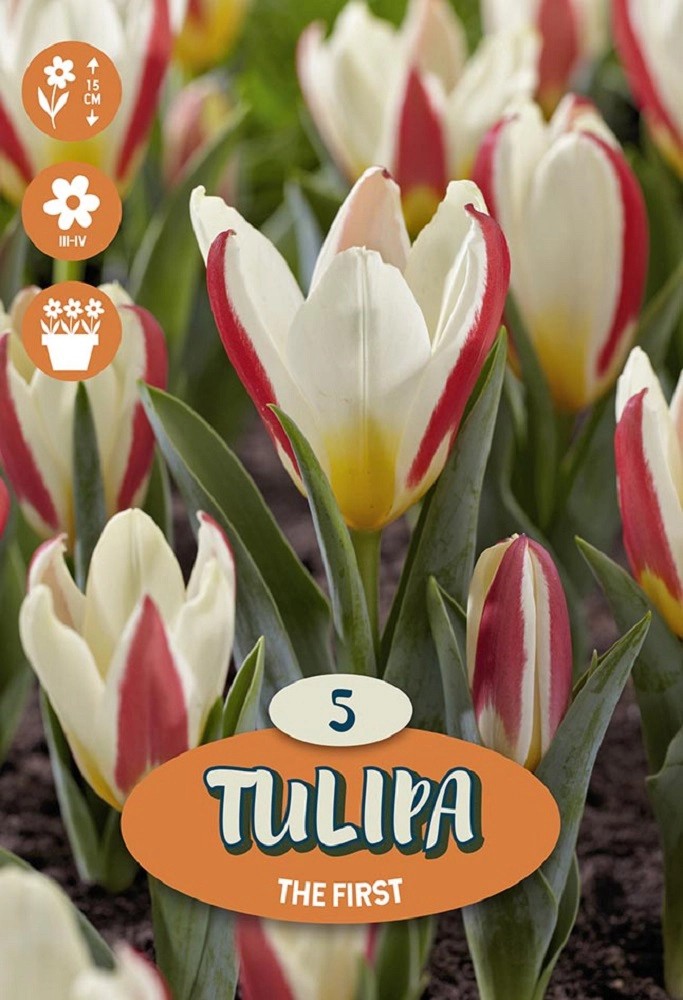 Bulbo Tulipano Greigii The First 5 pz Bulbo Tulipano Greigii The First 5 pz