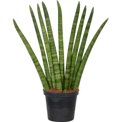 Sansevieria cylindrica vaso Ø 11 cm Sansevieria cylindrica vaso Ø 11 cm