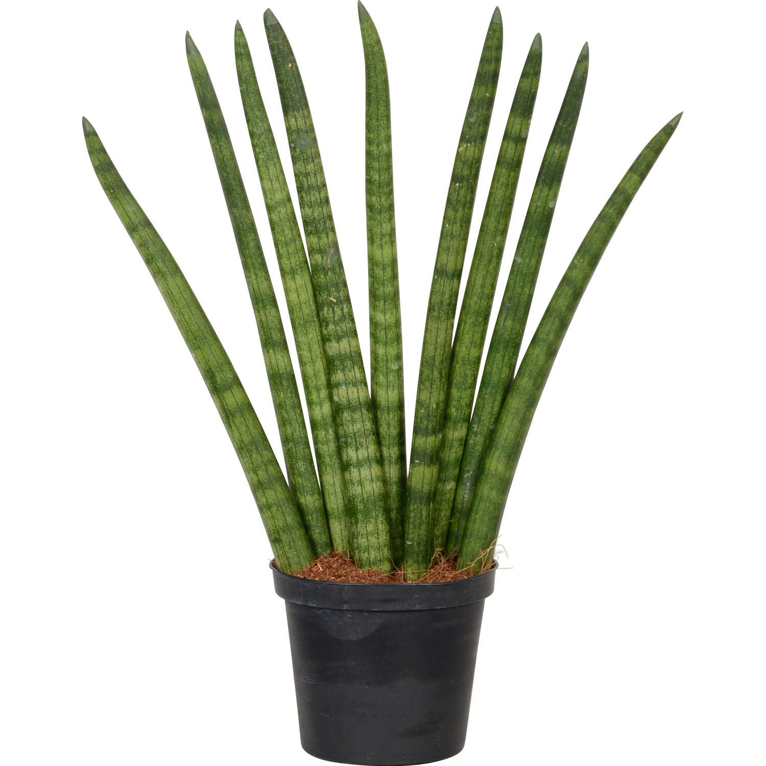 Sansevieria cylindrica vaso Ø 11 cm Sansevieria cylindrica vaso Ø 11 cm