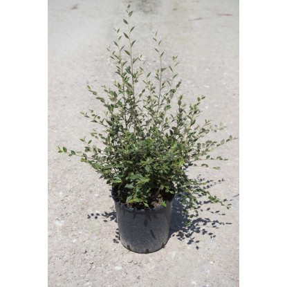 Cotoneaster lacteus vaso 24 cm Cotoneaster lacteus vaso 24 cm
