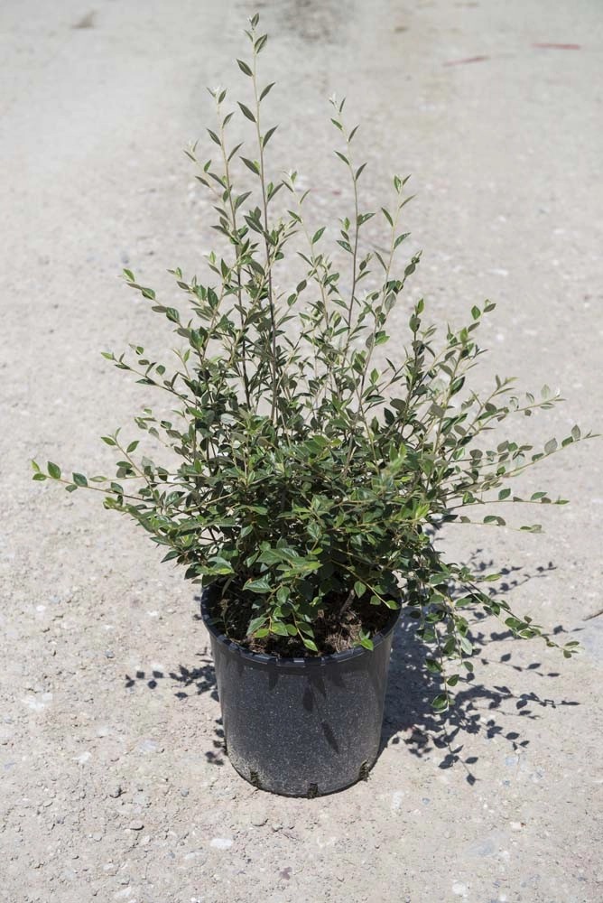 Cotoneaster lacteus vaso 24 cm Cotoneaster lacteus vaso 24 cm