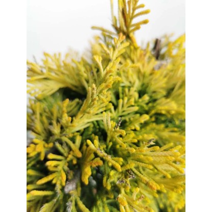 Cupressocyparis leylandii Gold Rider Ø vaso 55 cm H 2000 cm Cupressocyparis leylandii Gold Rider Ø vaso 55 cm H 2000 cm