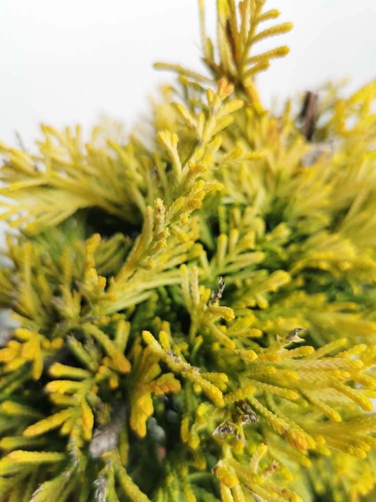 Cupressocyparis leylandii Gold Rider Ø vaso 55 cm H 2000 cm Cupressocyparis leylandii Gold Rider Ø vaso 55 cm H 2000 cm