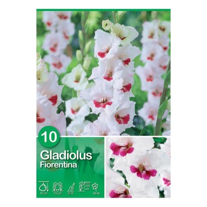 Gladiolus "Fiorentina" Gladiolus "Fiorentina"