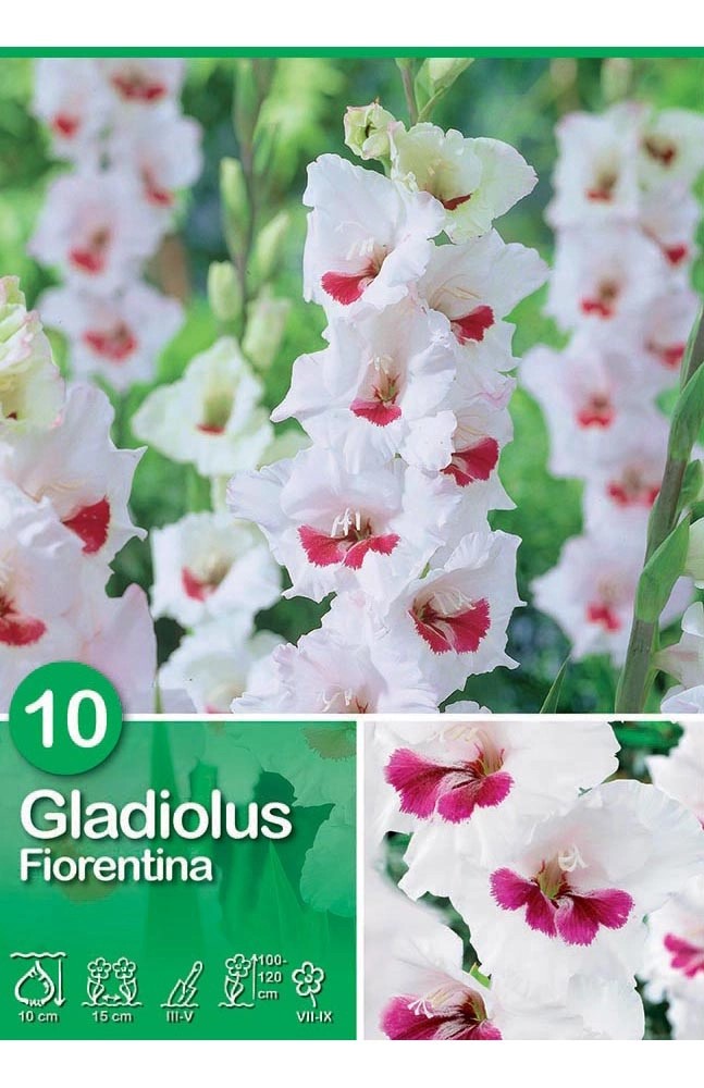 Gladiolus "Fiorentina" Gladiolus "Fiorentina"