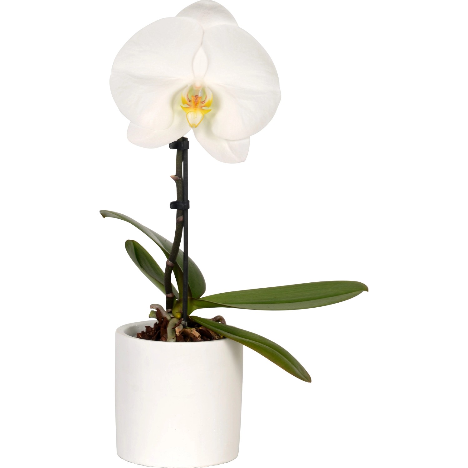 Orchidea Phalaenopsis Singolo 1 ramo bianco vaso Ø 9 cm Orchidea Phalaenopsis Singolo 1 ramo bianco vaso Ø 9 cm