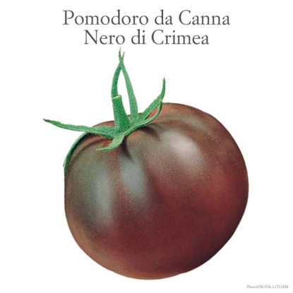 Pomodoro scuro Nero di Crimea vaso 10 cm Pomodoro scuro Nero di Crimea vaso 10 cm