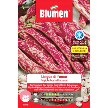 Semi Blumen Fagioli borlotti nani Lingua di fuoco 250 g Semi Blumen Fagioli borlotti nani Lingua di fuoco 250 g
