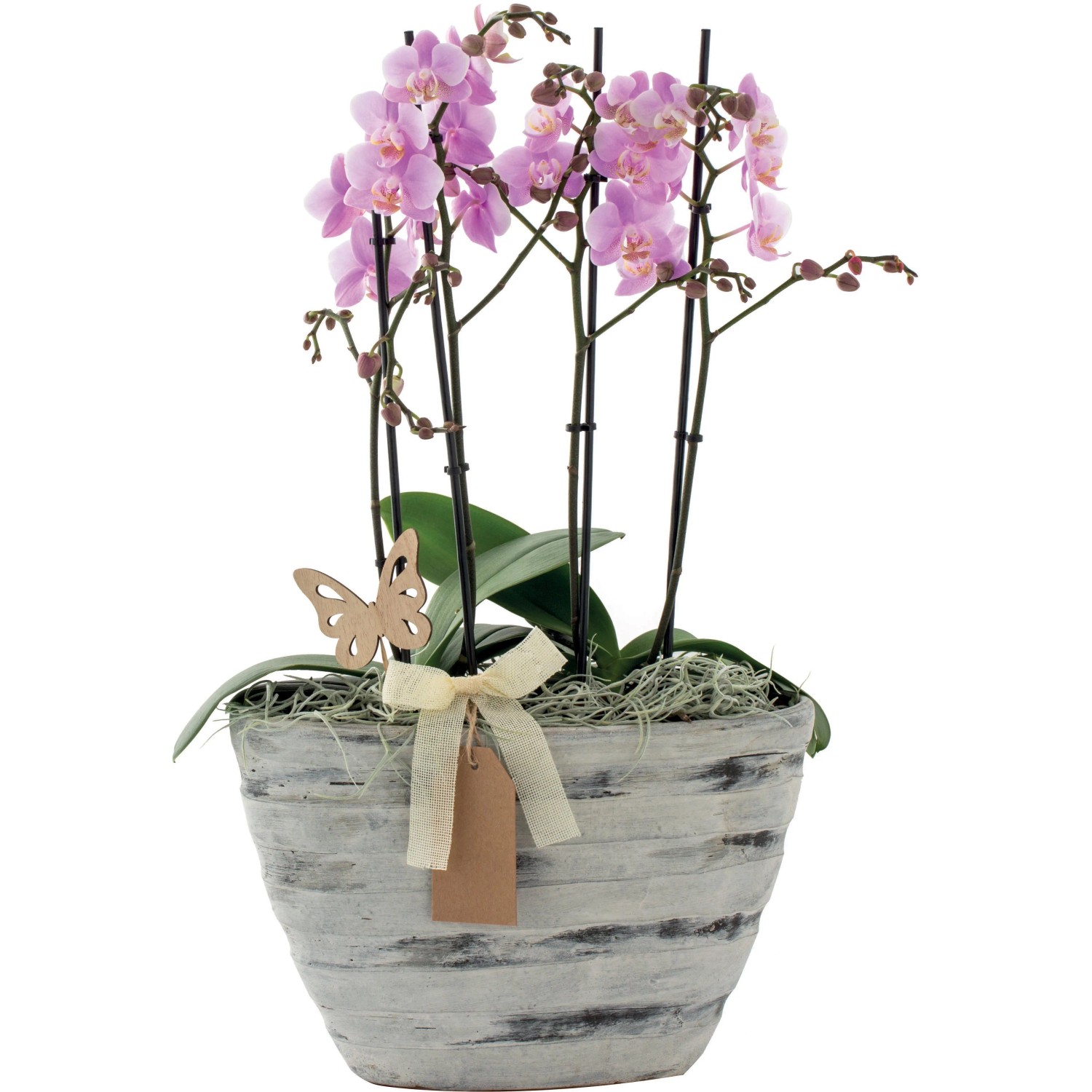 Orchidea Phalaenopsis Grandiflora vaso ovale in ceramica Orchidea Phalaenopsis Grandiflora vaso ovale in ceramica