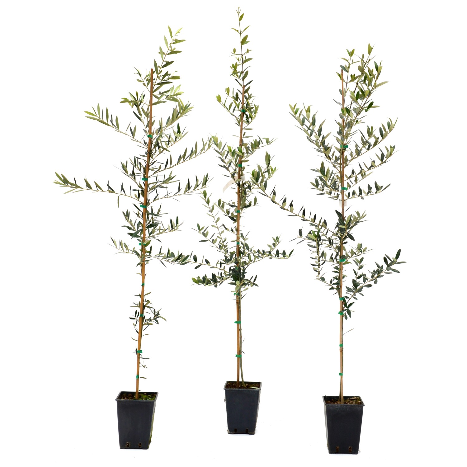 Olea europaea "Frantoio" astone Olea europaea "Frantoio" astone