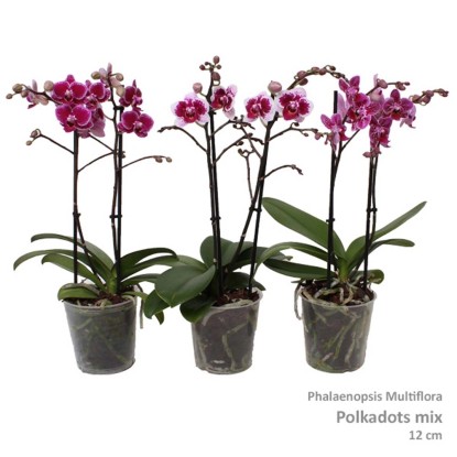 Phal Multi Vaso 12 cm