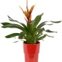 Mix di bromelie in vaso di ceramica rosso, Ø vaso ca. 13 cm. Pianta d'appartamento decorativa con fiori colorati.