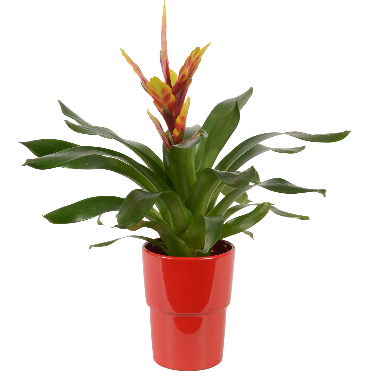 Mix di bromelie in vaso di ceramica rosso, Ø vaso ca. 13 cm. Pianta d'appartamento decorativa con fiori colorati.
