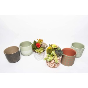 Vari cactus e piante grasse in vasi decorativi.