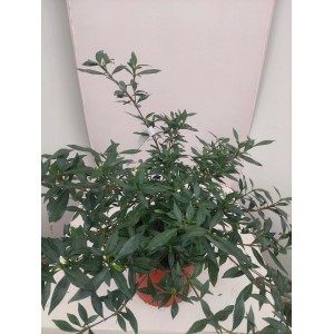 Pianta fiorita verde t.b.t. in vaso per interni.