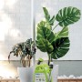 Avvolgitubo t.b.t. verde con tubo da giardino e lancia a spruzzo davanti alle piante. Irrigazione facilitata.