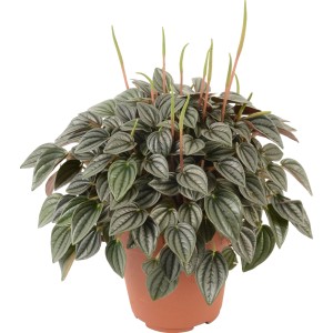 Peperomia 'Napoli Nights' in vaso, una succulenta decorativa con foglie particolari.