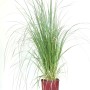 Erba delle pampas verde in vaso. Pianta ornamentale decorativa per giardino e terrazza.