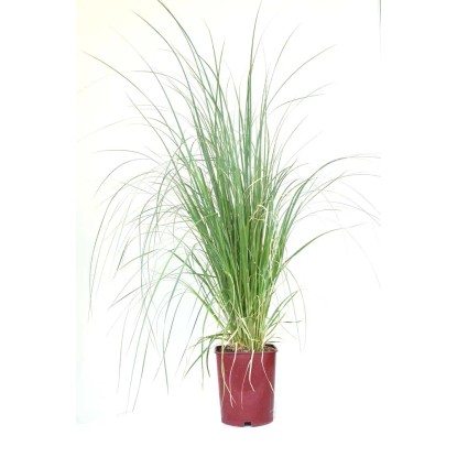 Cortaderia selloana - Erbe della Pampa