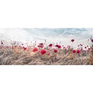 Campo con papaveri rossi sotto un cielo nuvoloso, Quadri t.b.t.