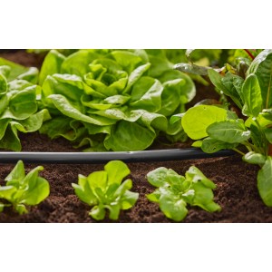 Microirrigazione: Tubo di irrigazione in uso tra piante di lattuga in giardino.