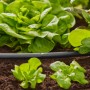 Microirrigazione: Tubo di irrigazione in uso tra piante di lattuga in giardino.