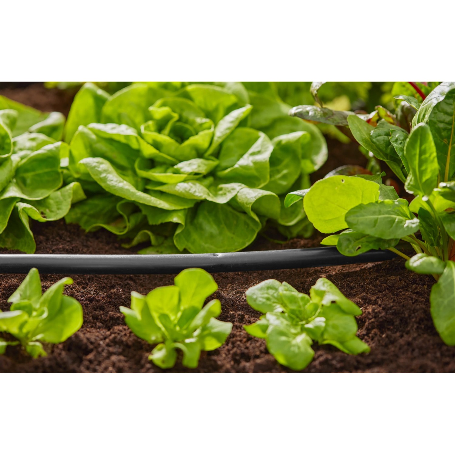 Microirrigazione: Tubo di irrigazione in uso tra piante di lattuga in giardino.