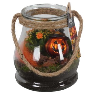 Composizione di piante di Halloween in vetro con zucca e Kalanchoe.