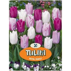 Confezione di bulbi da fiore Tulipa, mix Royal Family con vari colori.