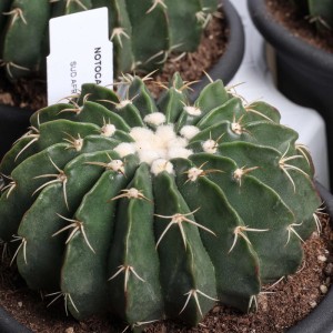 Notocactus erinaceus Cactus vaso Ø 12 cm