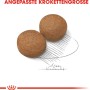 Due crocchette di Royal Canin Maxi Adult cibo secco per cani di taglia grande.
