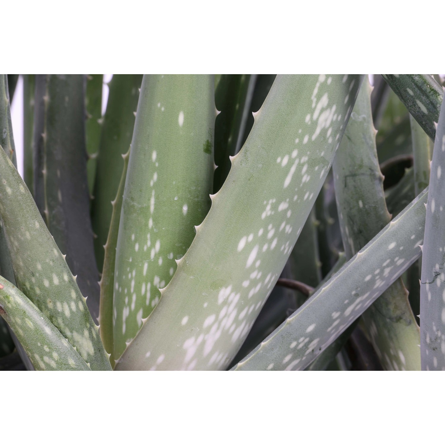 Aloe vera Piante grasse vaso  10 cm acquista da OBI