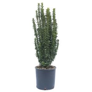 Evonomo sempreverde t.b.t. in vaso, forma slanciata e colonnare.