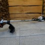 Decespugliatore/tagliabordi t.b.t. per lavori di giardinaggio.
