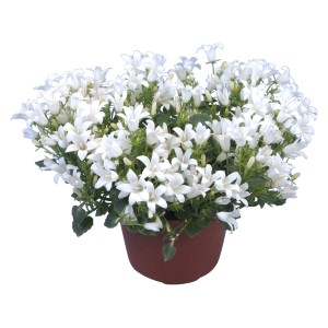 Campanula bianca 'Get Mee' in vaso, una pianta fiorita decorativa di GROW by OBI.