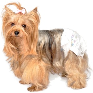 Yorkshire Terrier con pannolino per cani t.b.t. e fiocco rosa.