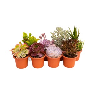 Piante grasse Mix succulente vaso Ø 18 cm