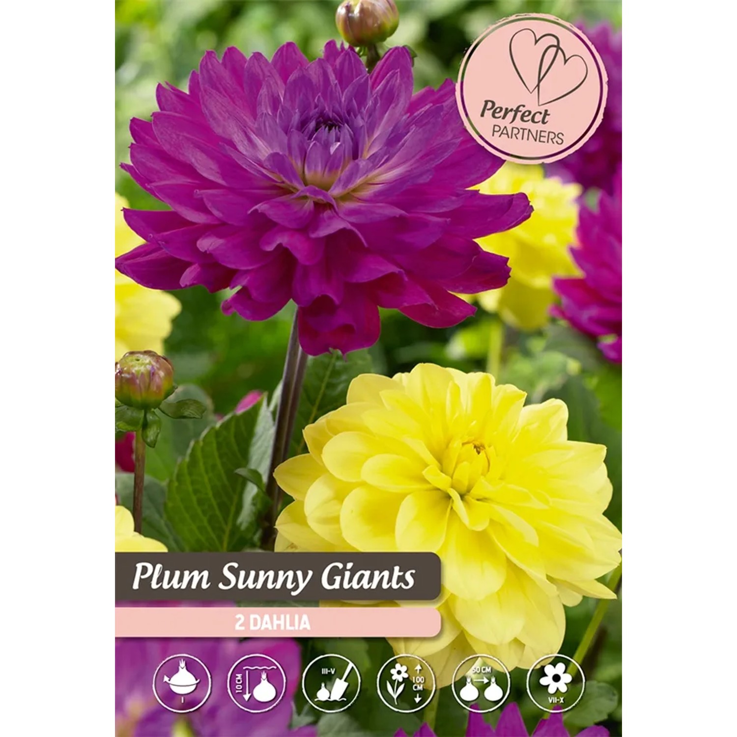 Mix di dalie Plum Sunny Giants con fiori gialli e viola in un'aiuola.