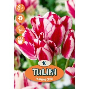 Bulbo di Tulipa 'Flaming Club', fiore di tulipano bianco-rosso, fioritura primaverile.