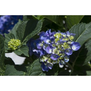 Ortensia blu con foglie verdi. Pianta ornamentale da giardino.