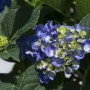 Ortensia blu con foglie verdi. Pianta ornamentale da giardino.